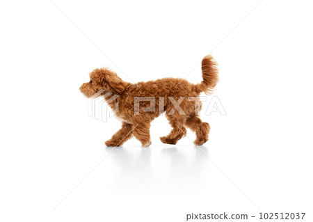Studio shot of adorable curly red-brown Maltipoo, poodle dog isolated over white studio background. Pet looks happy, healthy and groomed 102512037