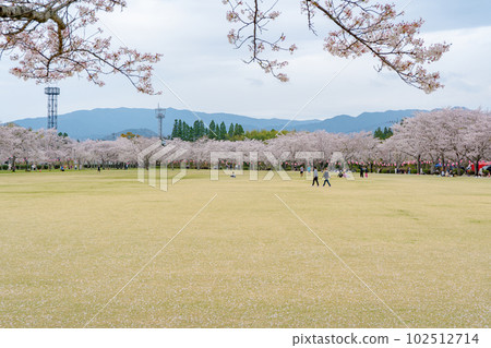 春天的忠本公園 春天的忠本公園 102512714