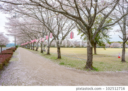 多田本公園的一排櫻桃樹 多田本公園的一排櫻桃樹 102512716