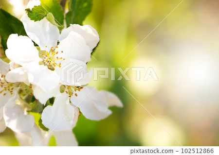 Blooming apple flowers in spring garden, macro Blooming apple flowers in spring garden, macro 102512866