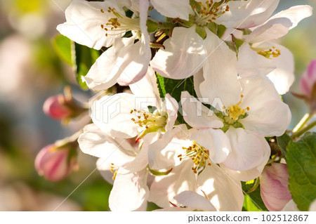Blooming apple flowers in spring garden, macro Blooming apple flowers in spring garden, macro 102512867