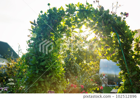 Decorative green liana border arch in garden Decorative green liana border arch in garden 102512896
