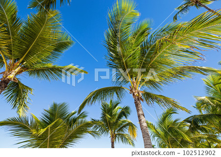 Coconut leaves on sky background 102512902