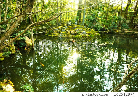 A large pond with carp swimming and a quiet garden with sunlight filtering through the trees 102512974