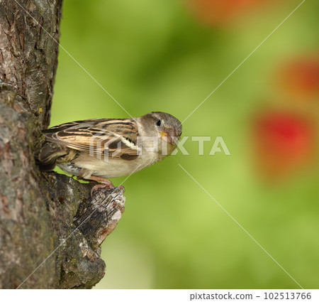 A beautiful sparrow. One sparrow sitting on a tree. A small bird perched alone.on a branch outdoors in a garden. Animals in nature, living in their natural habitat with green copyspace to the right. A beautiful sparrow. One sparrow sitting on a tree. A small bird perched alone.on a branch outdoors in a garden. Animals in nature, living in their natural habitat with green copyspace to the right. 102513766
