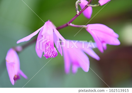 Wildflowers blooming in the garden of the house 102513915