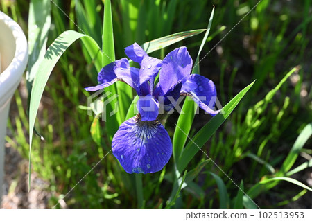 Iris flowers blooming in the garden of the house Iris flowers blooming in the garden of the house 102513953