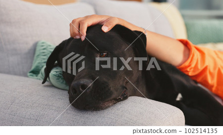 Home, sofa and woman pet dog for love, support and animal care in living room to relax, chill and happy. Best friend, cute and hands of owner on canine for petting, bonding and quality time together Home, sofa and woman pet dog for love, support and animal care in living room to relax, chill and happy. Best friend, cute and hands of owner on canine for petting, bonding and quality time together 102514135