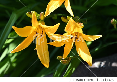 Daylilies blooming in the garden of the house Daylilies blooming in the garden of the house 102514380