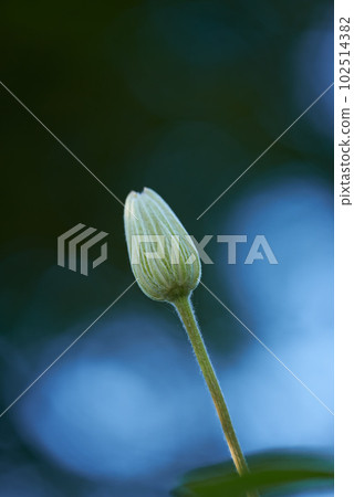 Single flower bud isolated on blue background with bokeh for stunning nature scene. One closed clematis bloom against dark navy copyspace in spring with contrast. Delicate soft plant growing outside Single flower bud isolated on blue background with bokeh for stunning nature scene. One closed clematis bloom against dark navy copyspace in spring with contrast. Delicate soft plant growing outside 102514382
