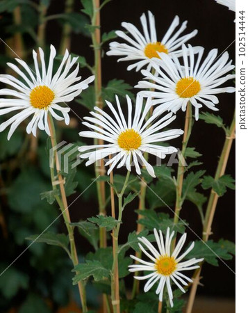 肥後六花白肥後菊 102514444