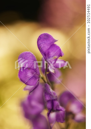 Monkshood flowers blooming on a branch of a tree in a botanical garden. Closeup of a pretty summer flower growing in nature. Petals of flowerhead blossoming on a floral plant in a backyard or park Monkshood flowers blooming on a branch of a tree in a botanical garden. Closeup of a pretty summer flower growing in nature. Petals of flowerhead blossoming on a floral plant in a backyard or park 102514491