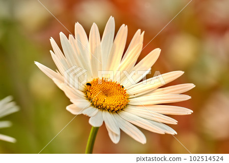 Closeup of a white daisy flower growing in a garden in summer with blurred background. Marguerite plants blooming in botanical garden in spring. Bunch of cheerful wild flower blooms in the backyard Closeup of a white daisy flower growing in a garden in summer with blurred background. Marguerite plants blooming in botanical garden in spring. Bunch of cheerful wild flower blooms in the backyard 102514524
