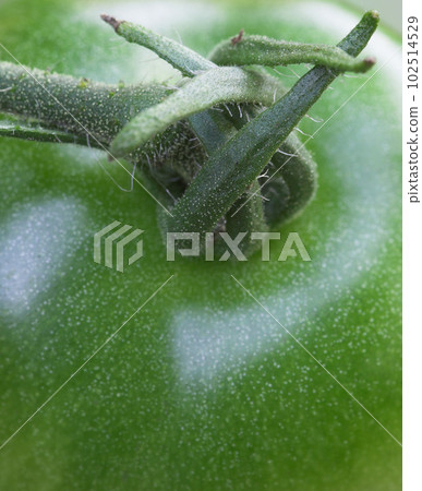Closeup of top of green tomato. Macro stem of green, organic, raw tomato from above. Zoomed stem of fresh, healthy, raw tomato produce. Harvested, green tomato used in making delicious meals 102514529