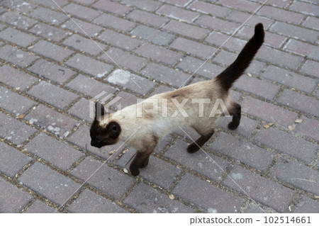 Cat. Stray cat walking through the streets of Madrid. Animal companion. Cat with blue eyes and with black limbs. Very docile pet. Photograph of a cat. Cat. Stray cat walking through the streets of Madrid. Animal companion. Cat with blue eyes and with black limbs. Very docile pet. Photograph of a cat. 102514661