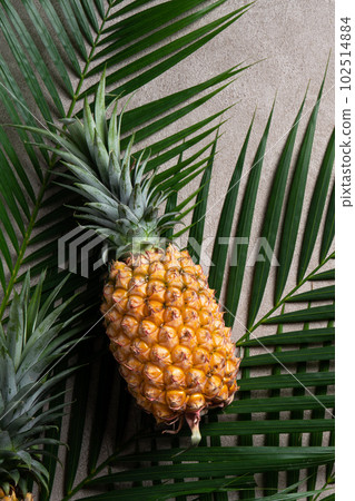 鳳梨 熱帶 葉子 蓬萊蕉 背景 龜背葉 pineapple background パイナップル 鳳梨 熱帶 葉子 蓬萊蕉 背景 龜背葉 pineapple background パイナップル 102514884