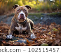Generative IA illustration of Pitbull sitting by Bright day outside. 102515457