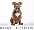 Generative IA illustration of a Pitbull in studio with white background 102515459