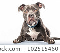 Generative IA illustration of a Pitbull in studio with white background 102515460