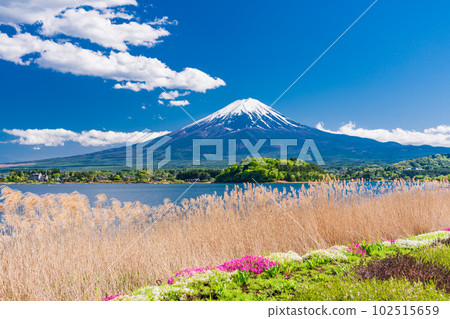 (Yamanashi Prefecture) Lake Kawaguchiko Oishi Park and Mt. Fuji in bloom 102515659