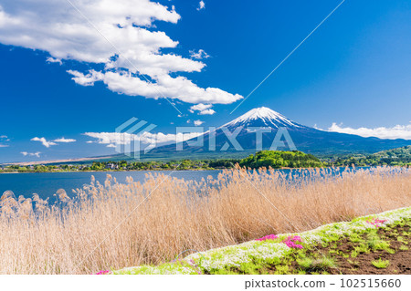 (Yamanashi Prefecture) Lake Kawaguchiko Oishi Park and Mt. Fuji in bloom (Yamanashi Prefecture) Lake Kawaguchiko Oishi Park and Mt. Fuji in bloom 102515660