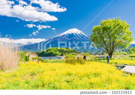 (山梨縣)春天從河口湖大石公園看到的富士山 (山梨縣)春天從河口湖大石公園看到的富士山 102515915