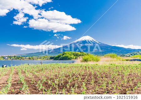 (山梨縣)春天從河口湖大石公園看到的富士山 (山梨縣)春天從河口湖大石公園看到的富士山 102515916