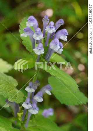 Purple flower of Okatatsunamiso Purple flower of Okatatsunamiso 102516057