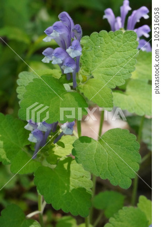 岡津波的紫花 岡津波的紫花 102516058