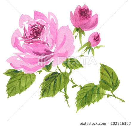 水彩粉色玫瑰 pix23510 102516393
