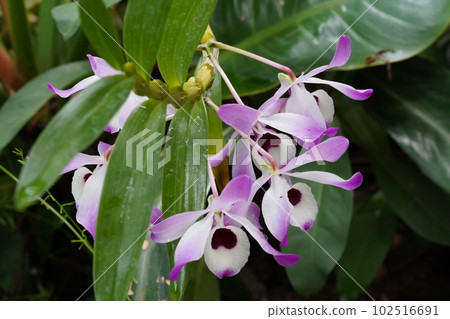 Dendrobium nobile Progenitor of Dendrobium Dendrobium nobile Progenitor of Dendrobium 102516691