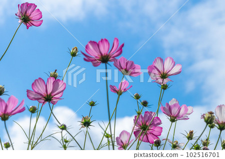 藍天和宇宙 102516701