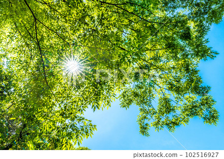 日本橫濱城市景觀新鮮的綠色和生態。我們能看到過渡到 Corona 5 的新未來嗎?希望新鮮的綠色植物 = 5 月 9 日 日本橫濱城市景觀新鮮的綠色和生態。我們能看到過渡到 Corona 5 的新未來嗎?希望新鮮的綠色植物 = 5 月 9 日 102516927