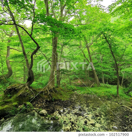 Natural hot spring in Shiretoko Natural hot spring in Shiretoko 102517900