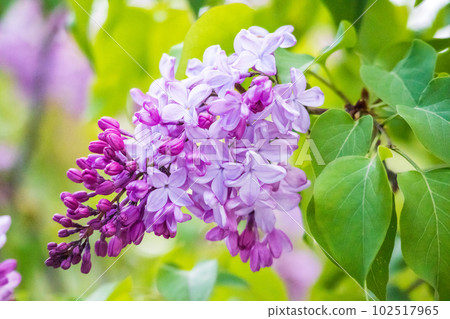漂亮的紫丁香 102517965