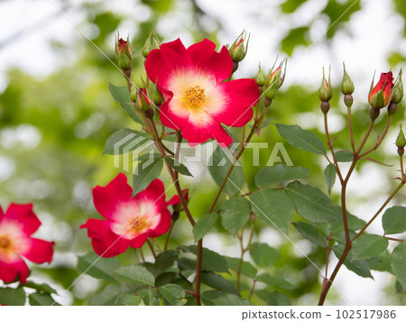 A bright red rose with a single bloom whose center changes from yellow to white [Cocktail] 102517986