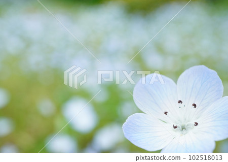喜林草 喜林草 102518013
