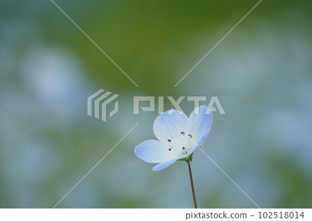 喜林草 喜林草 102518014