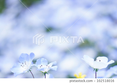 喜林草 喜林草 102518016