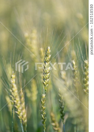 Ears of blue wheat 102518580