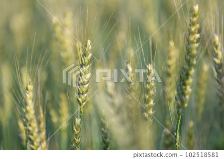 Ears of blue wheat 102518581