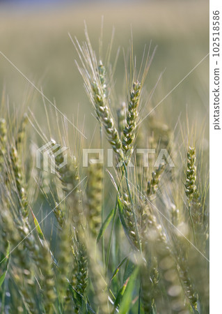 Ears of blue wheat 102518586