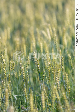 Ears of blue wheat 102518592