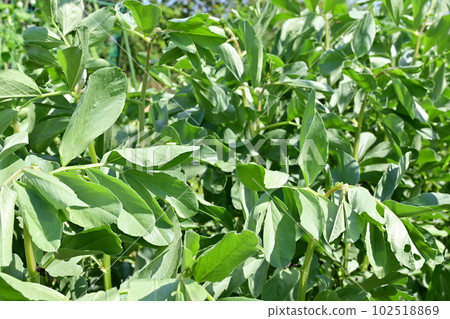Growing green fava beans Growing green fava beans 102518869