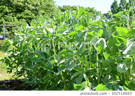 Growing green fava beans Growing green fava beans 102518883