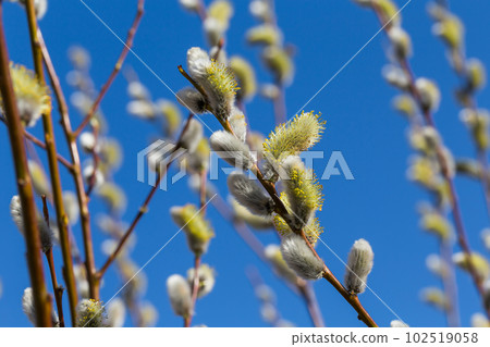 Fluffy soft willow buds 102519058