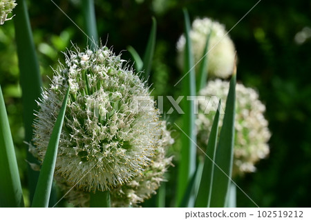 Negibouzu (Amaryllidaceae) 102519212
