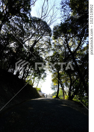Tree path Tree path 102519902