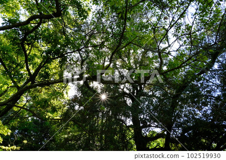 fresh green and light fresh green and light 102519930