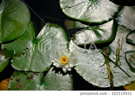 Lotus flower Lotus flower 102519932